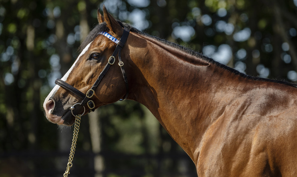 Darley in Japan announces stud fees for 2024 Japan